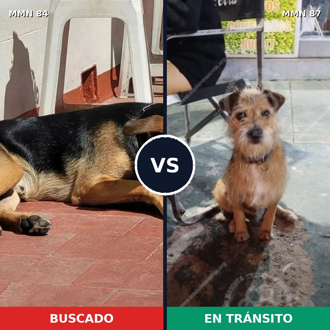 Comparativa MMS 2665: mascota perdida y mascota encontrada, 68% de similitud