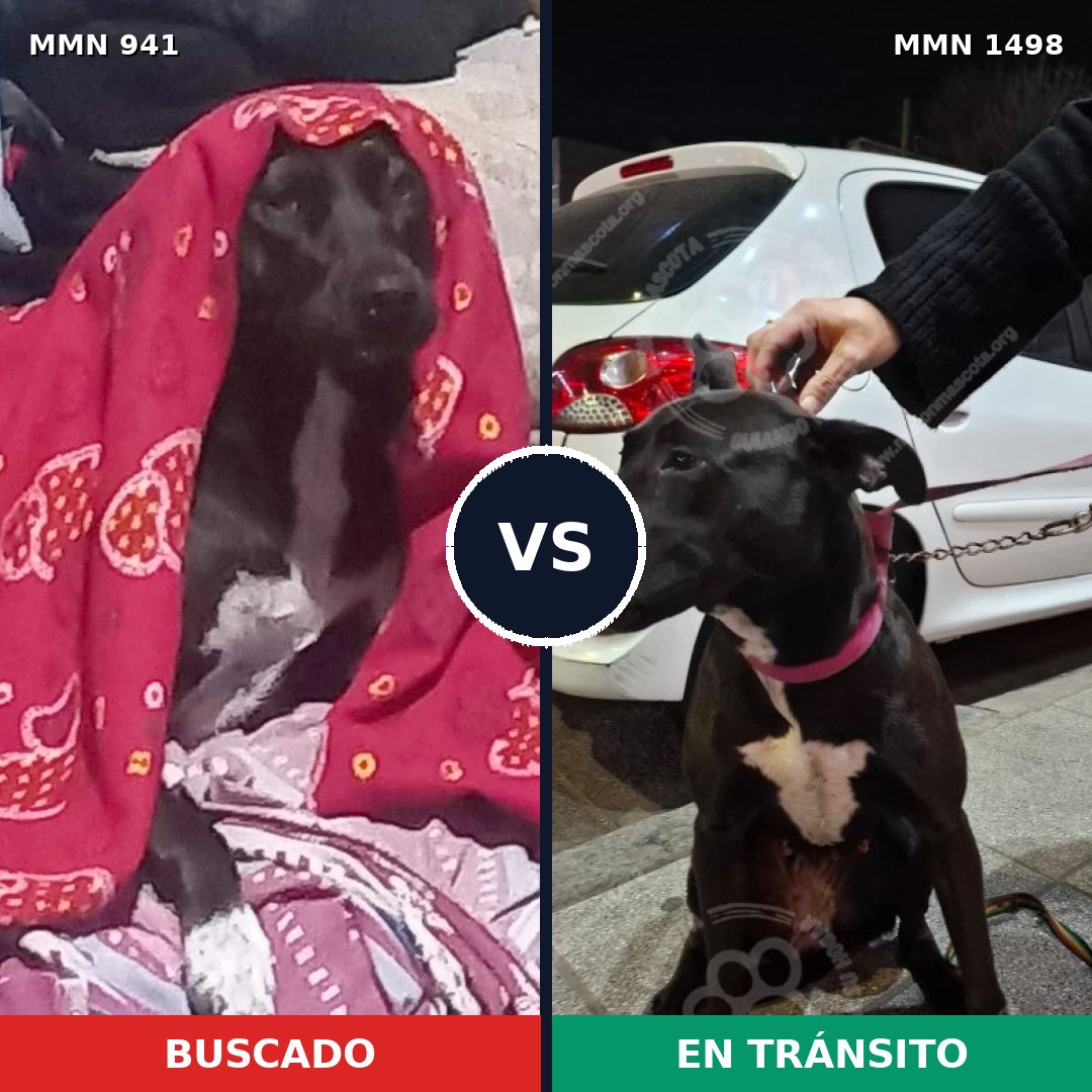 Comparativa MMS 26650: mascota perdida y mascota encontrada, 73% de similitud