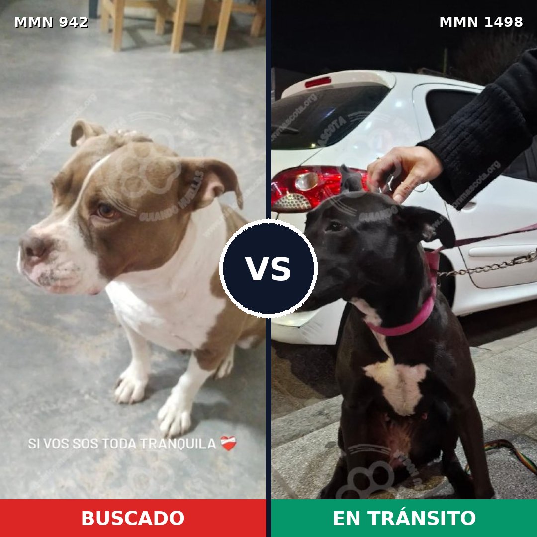 Comparativa MMS 26651: mascota perdida y mascota encontrada, 50% de similitud