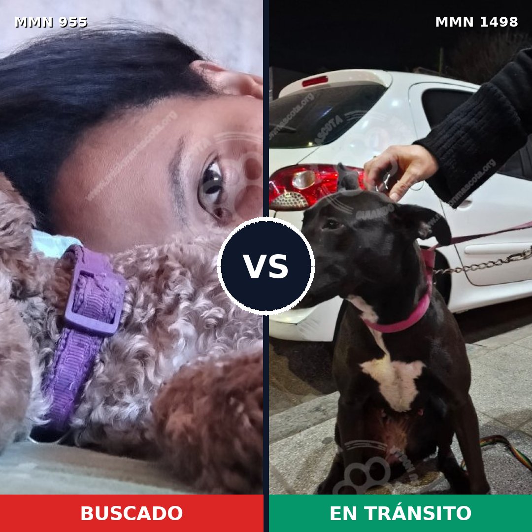 Comparativa MMS 26653: mascota perdida y mascota encontrada, 41% de similitud