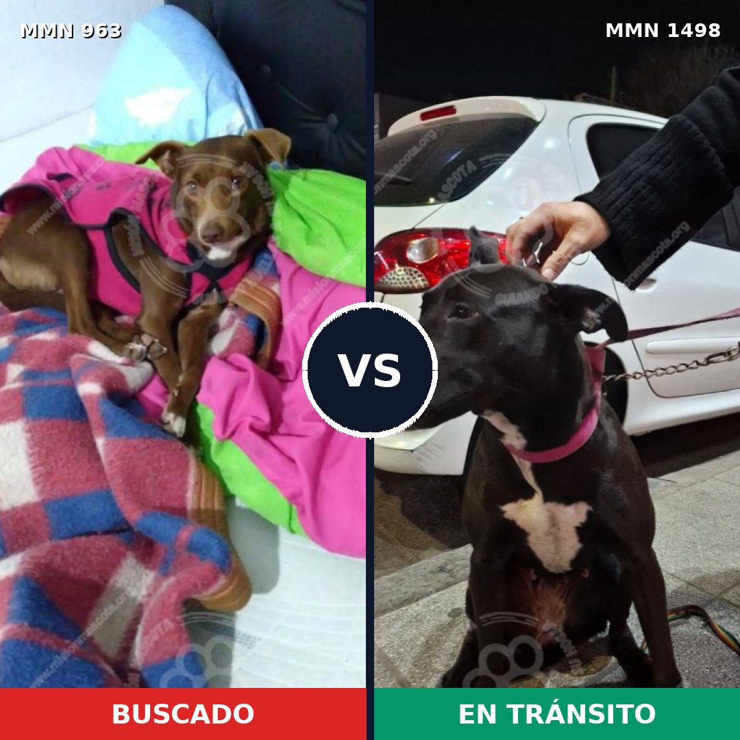Comparativa MMS 26654: mascota perdida y mascota encontrada, 83% de similitud