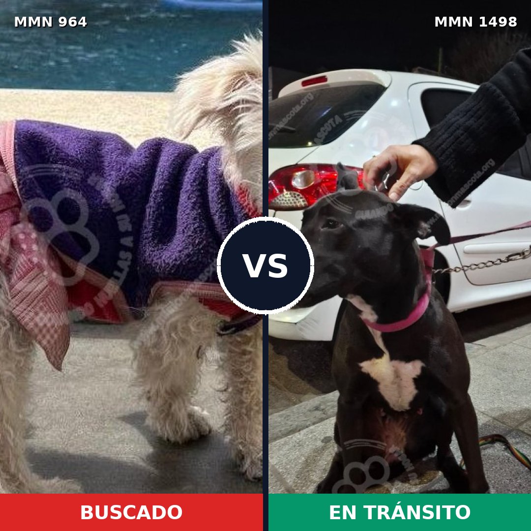 Comparativa MMS 26655: mascota perdida y mascota encontrada, 41% de similitud
