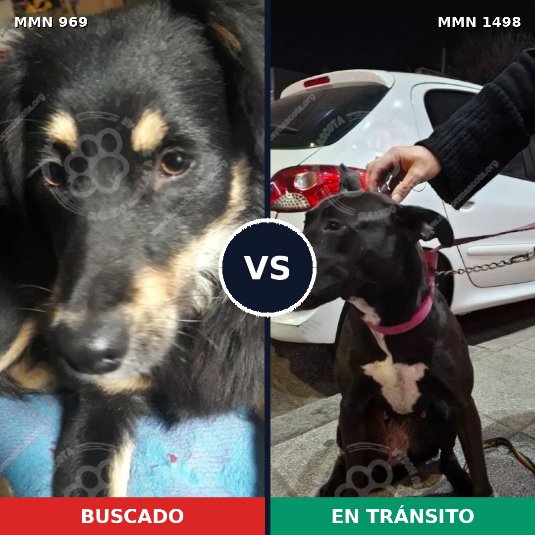 Comparativa MMS 26657: mascota perdida y mascota encontrada, 83% de similitud