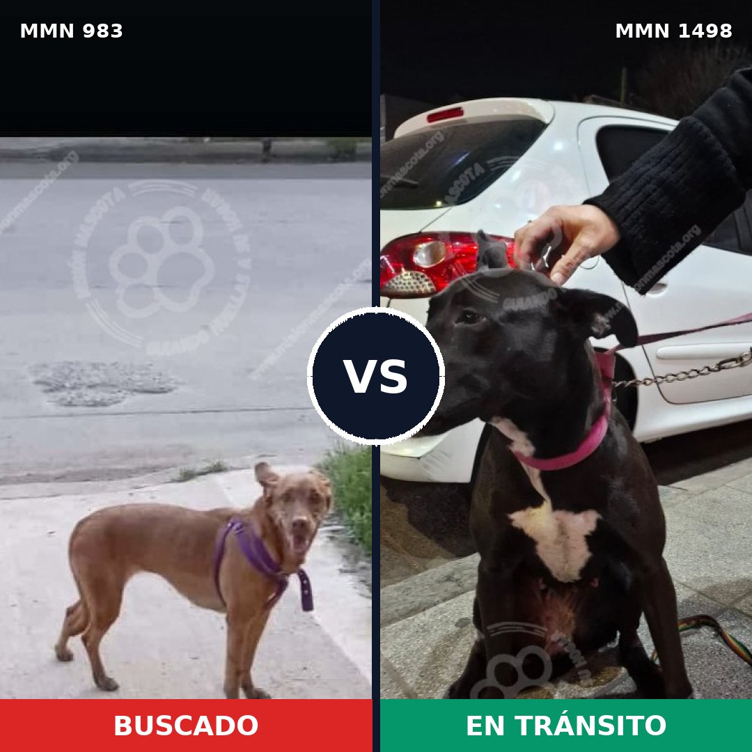 Comparativa MMS 26659: mascota perdida y mascota encontrada, 69% de similitud
