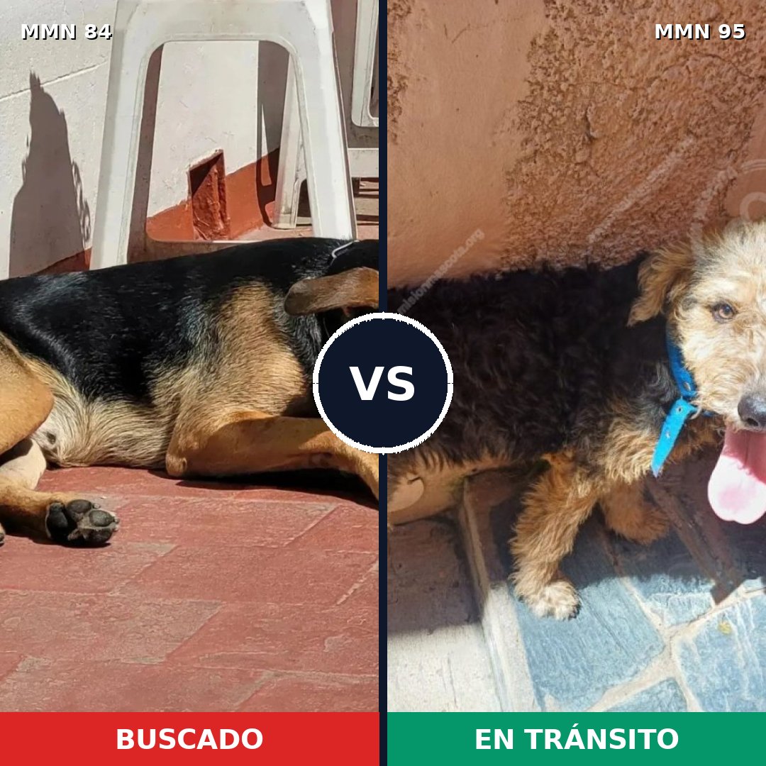 Comparativa MMS 2666: mascota perdida y mascota encontrada, 71% de similitud