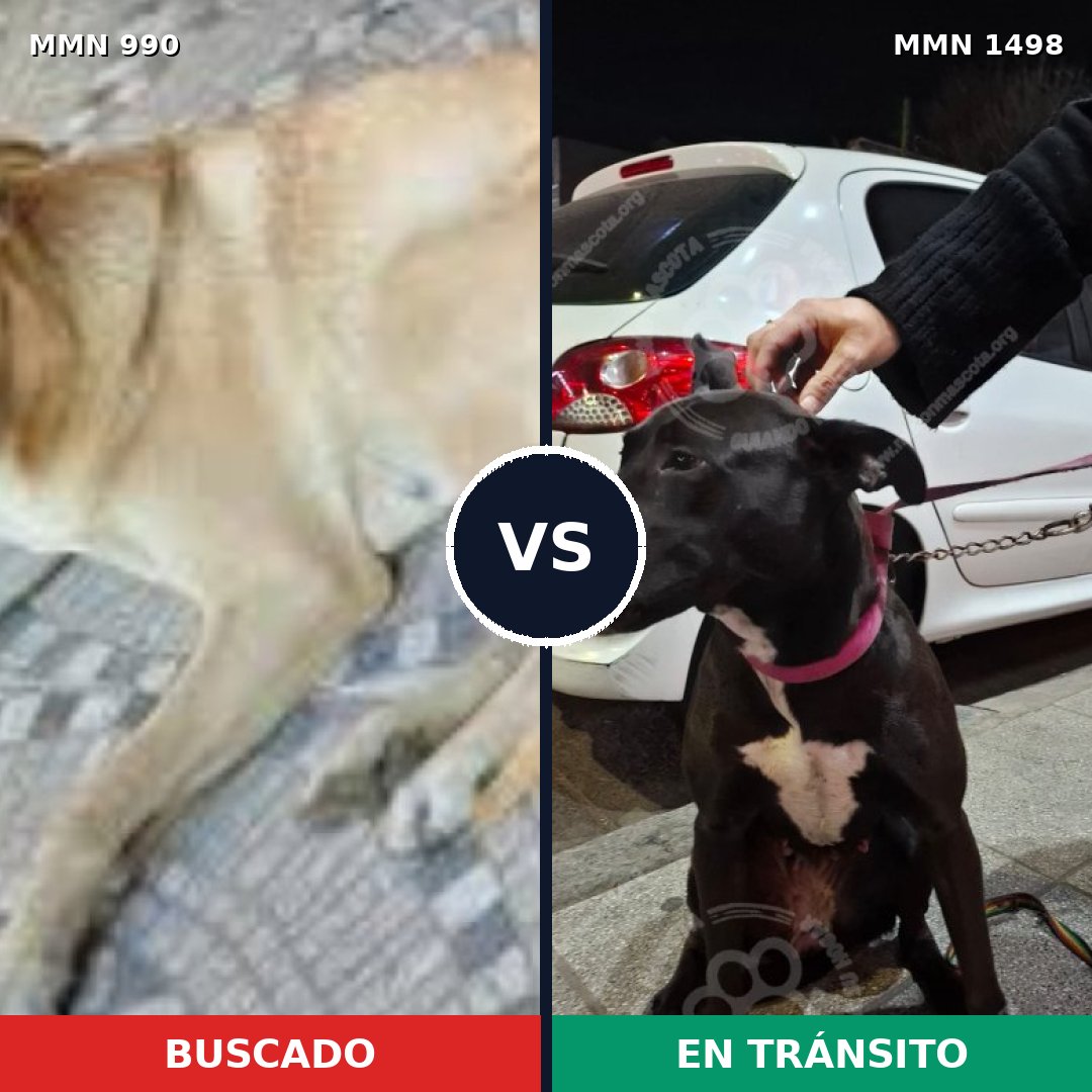 Comparativa MMS 26660: mascota perdida y mascota encontrada, 81% de similitud