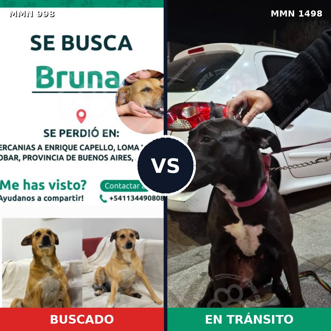 Comparativa MMS 26661: mascota perdida y mascota encontrada, 50% de similitud