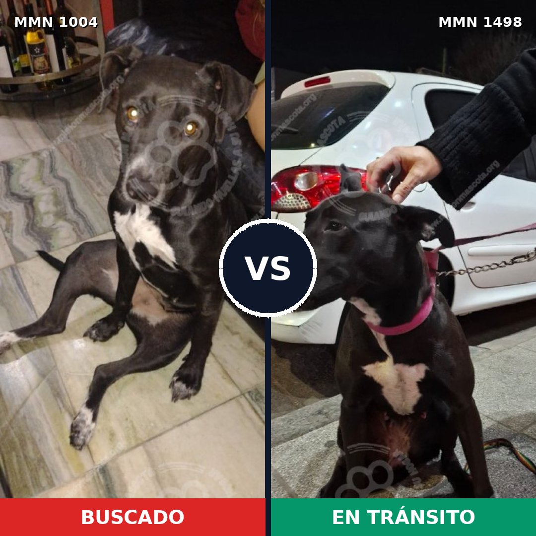 Comparativa MMS 26662: mascota perdida y mascota encontrada, 92% de similitud
