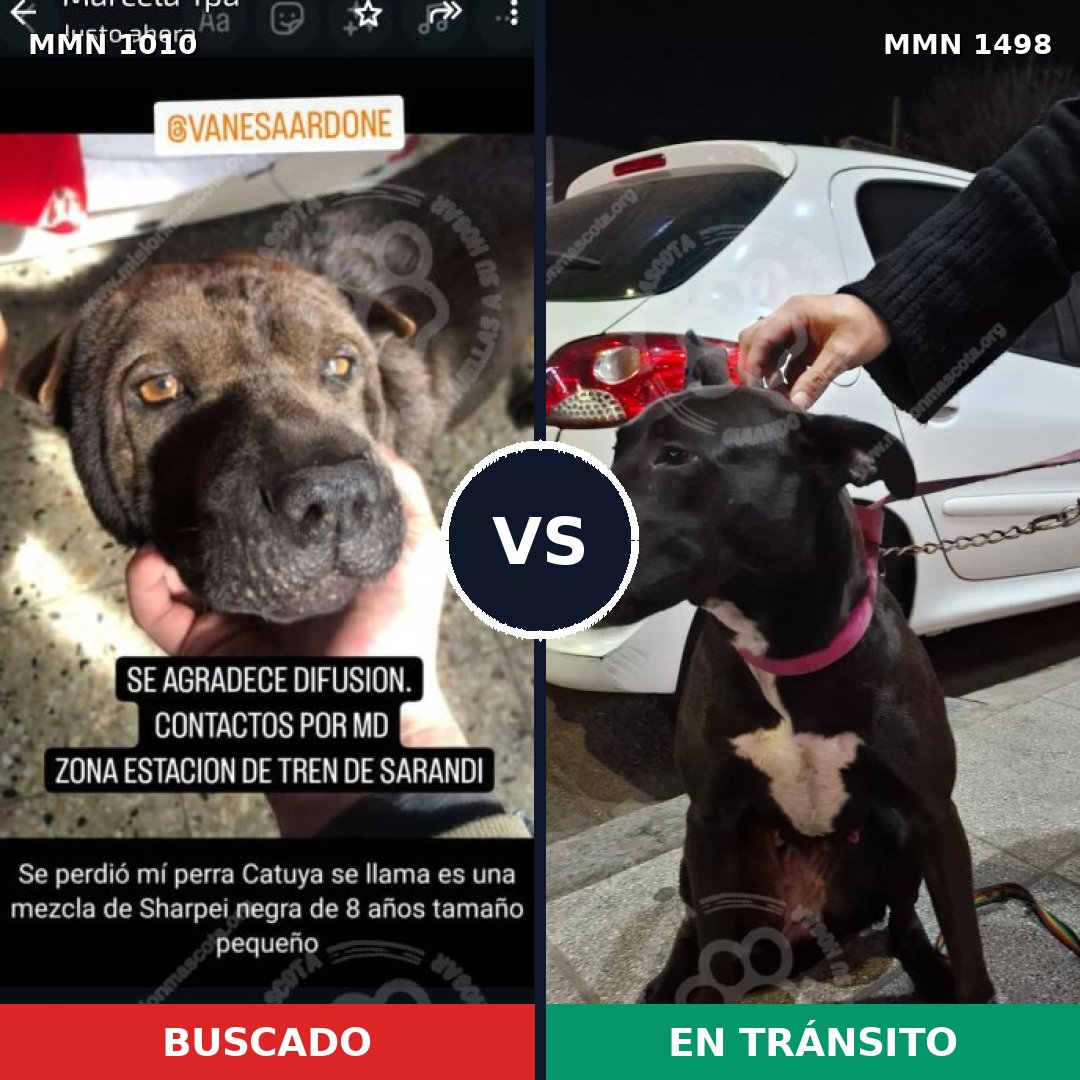 Comparativa MMS 26663: mascota perdida y mascota encontrada, 56% de similitud