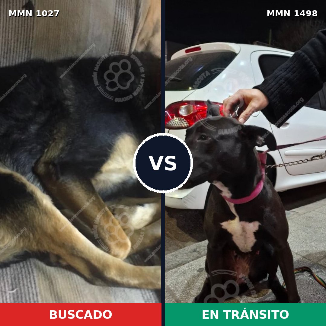 Comparativa MMS 26665: mascota perdida y mascota encontrada, 76% de similitud