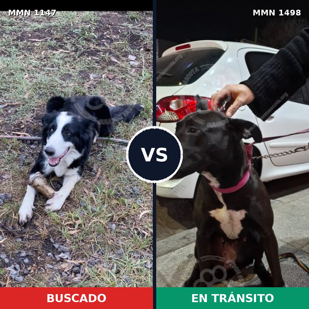 Comparativa MMS 26666: mascota perdida y mascota encontrada, 54% de similitud