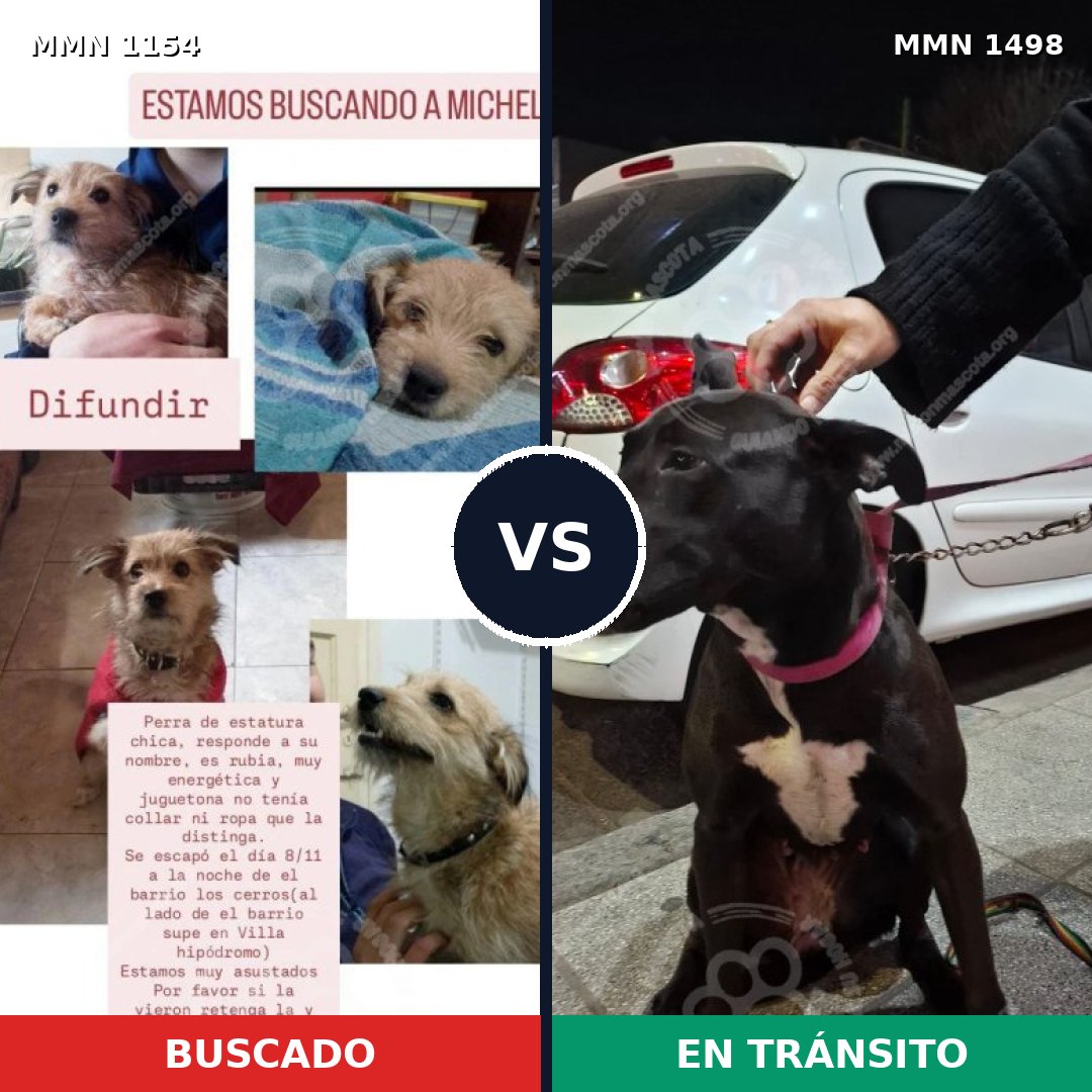 Comparativa MMS 26667: mascota perdida y mascota encontrada, 34% de similitud