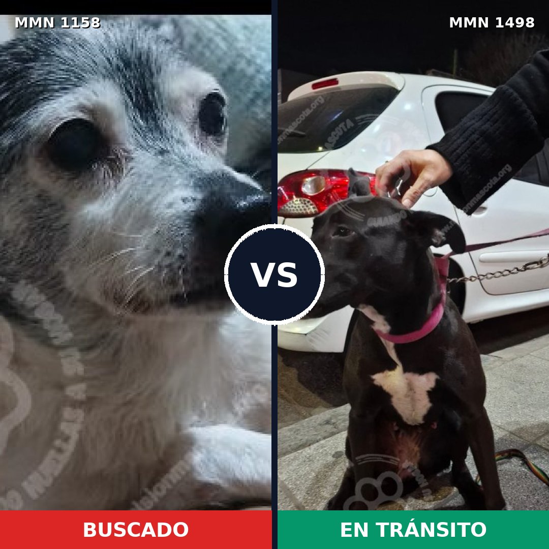 Comparativa MMS 26668: mascota perdida y mascota encontrada, 43% de similitud