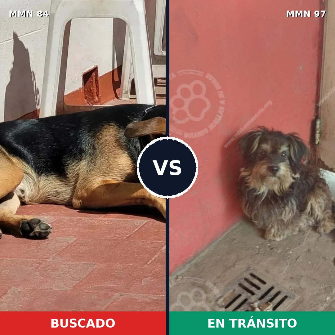 Comparativa MMS 2667: mascota perdida y mascota encontrada, 57% de similitud