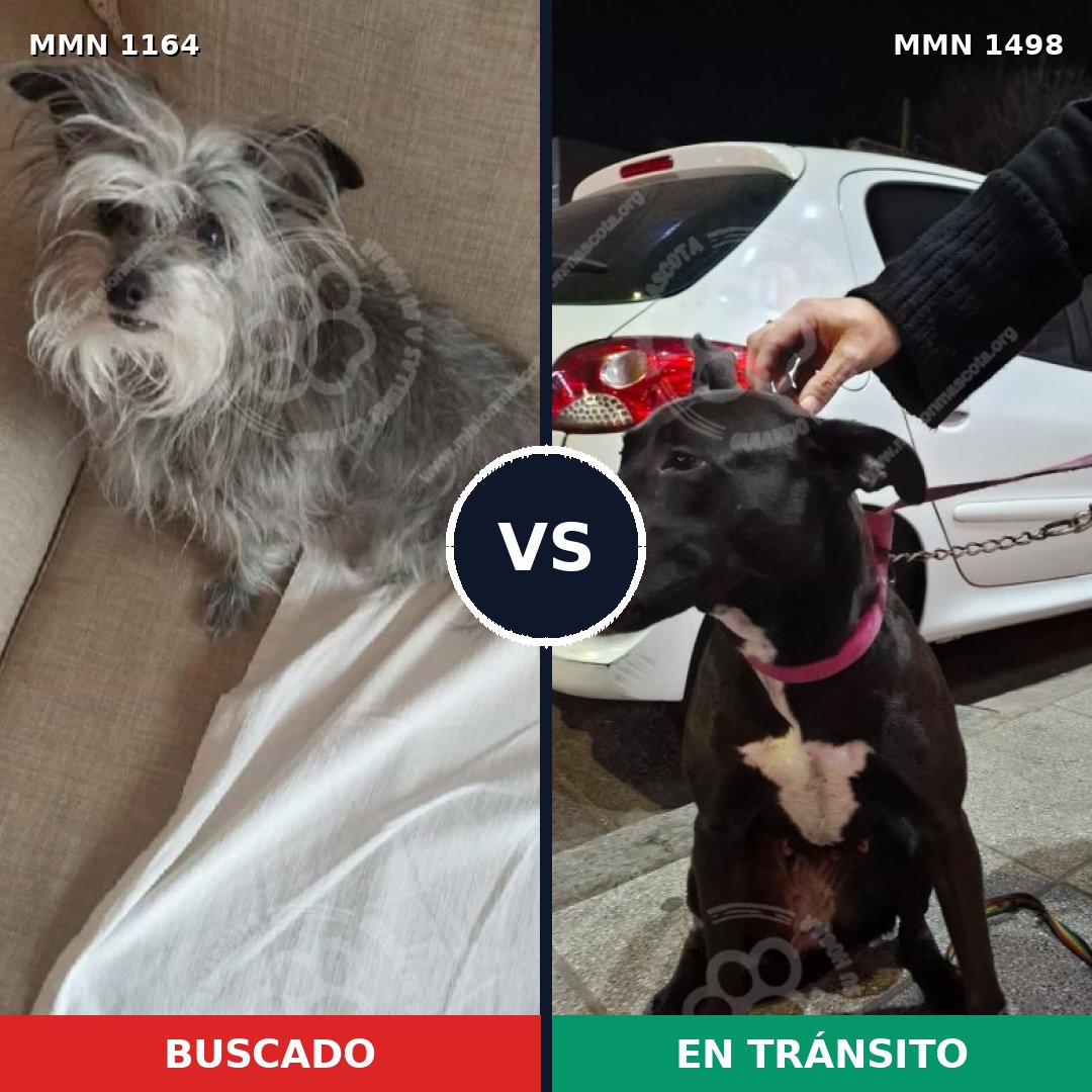 Comparativa MMS 26670: mascota perdida y mascota encontrada, 60% de similitud