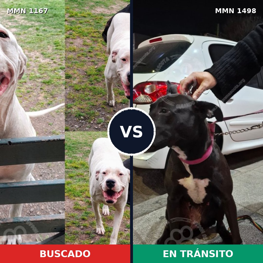 Comparativa MMS 26672: mascota perdida y mascota encontrada, 45% de similitud