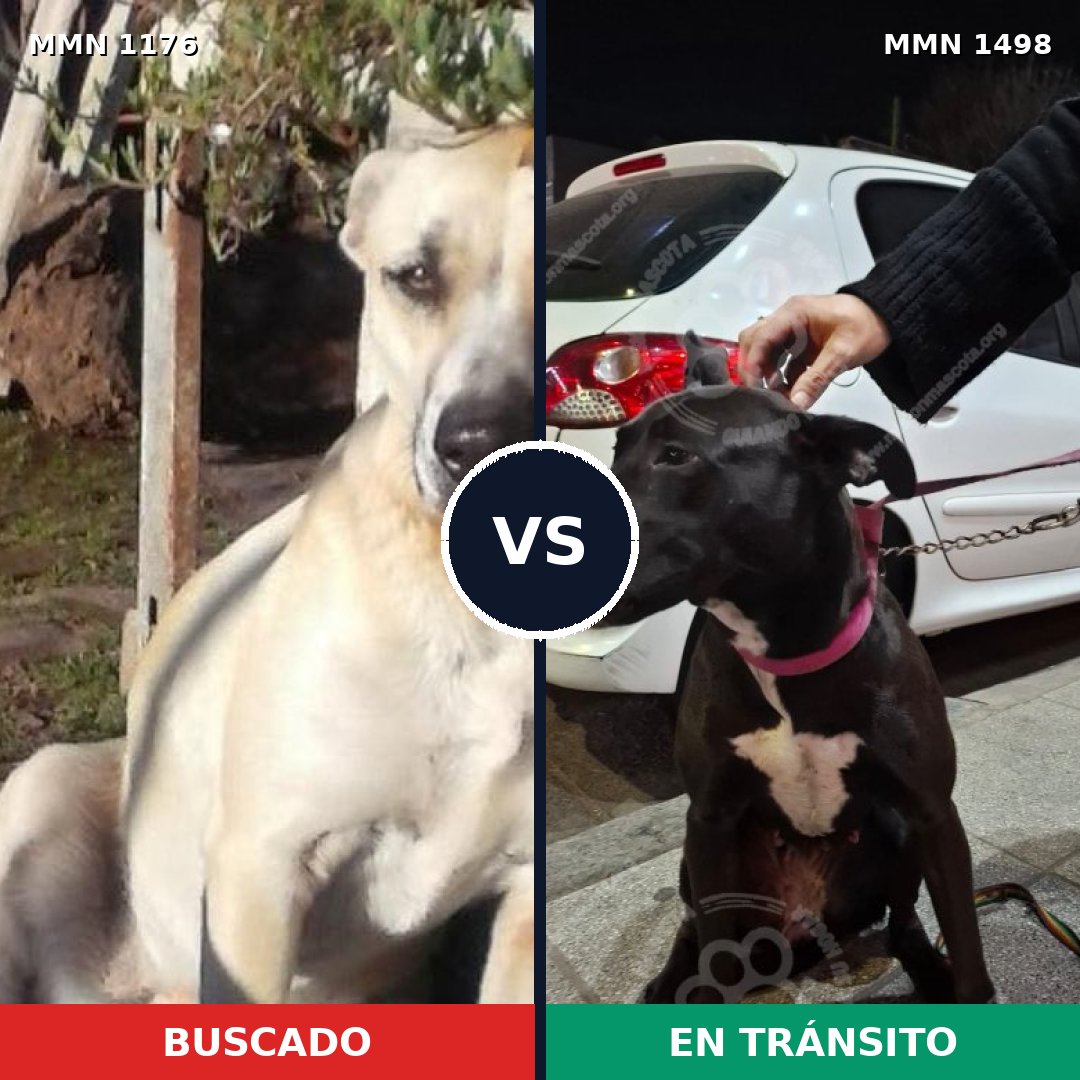 Comparativa MMS 26673: mascota perdida y mascota encontrada, 73% de similitud