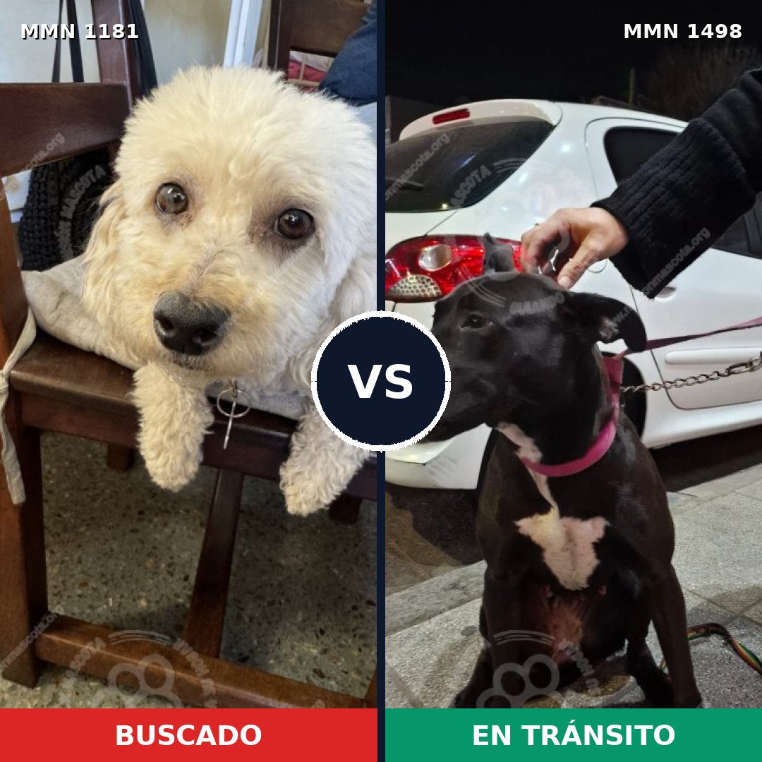Comparativa MMS 26674: mascota perdida y mascota encontrada, 34% de similitud