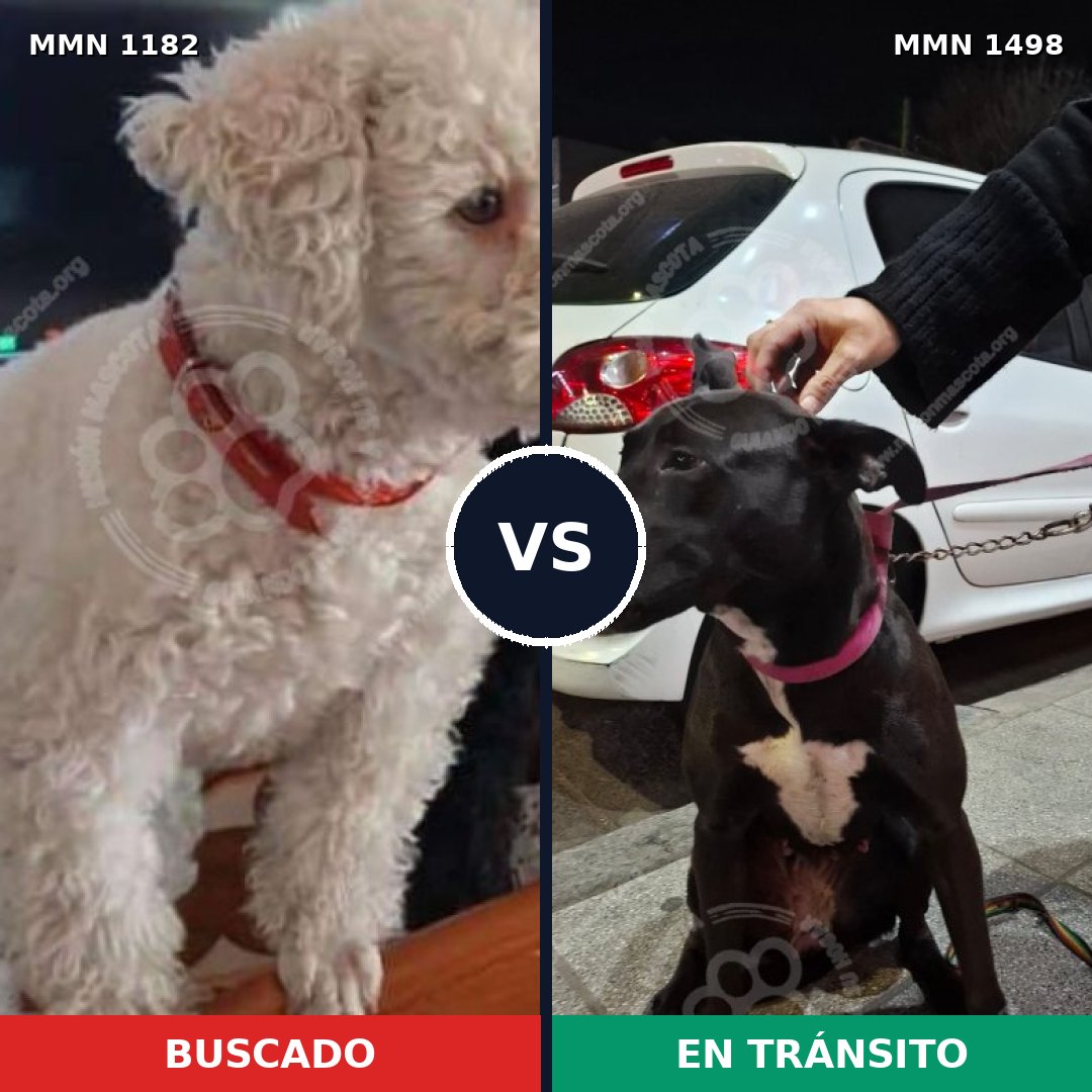 Comparativa MMS 26675: mascota perdida y mascota encontrada, 42% de similitud