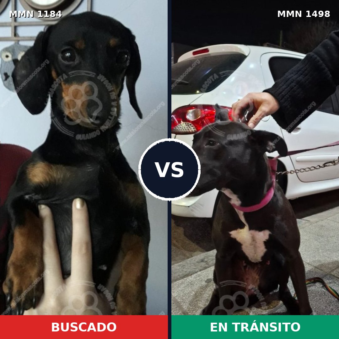 Comparativa MMS 26676: mascota perdida y mascota encontrada, 47% de similitud