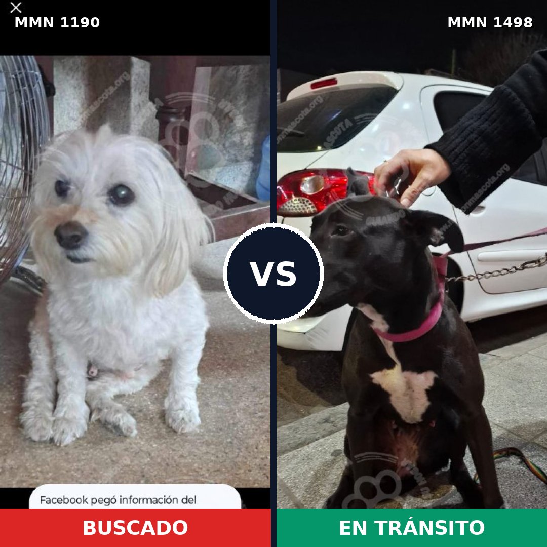 Comparativa MMS 26678: mascota perdida y mascota encontrada, 40% de similitud