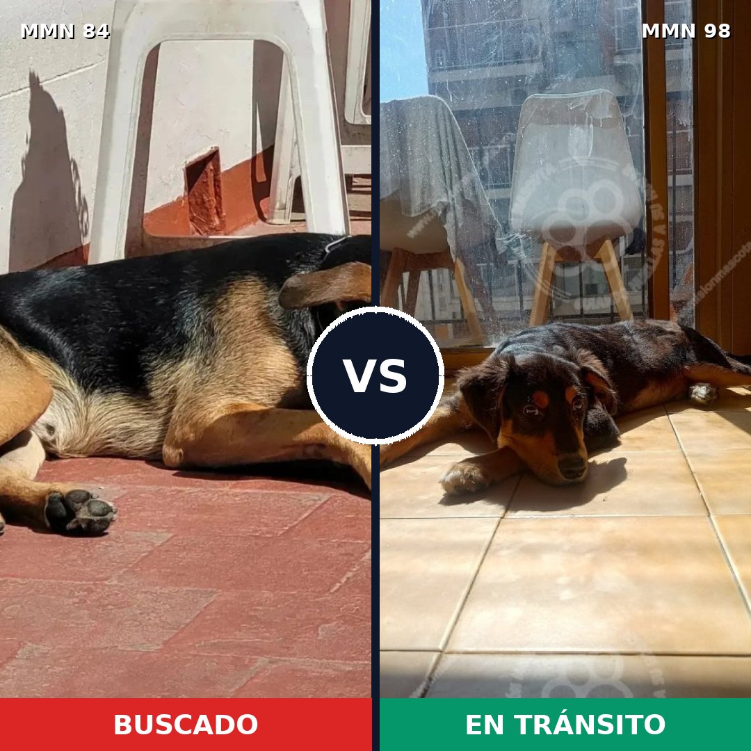 Comparativa MMS 2668: mascota perdida y mascota encontrada, 82% de similitud