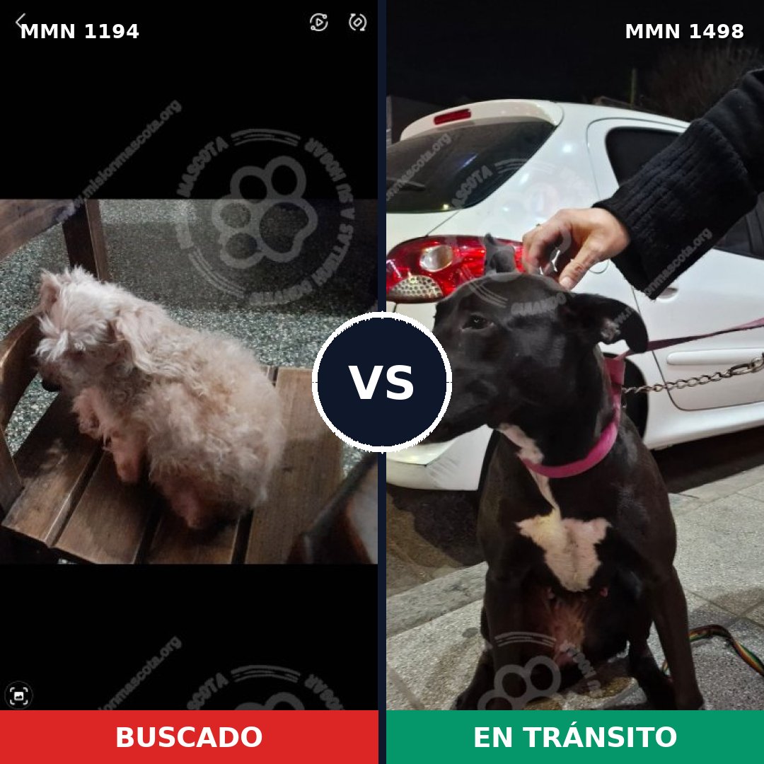 Comparativa MMS 26680: mascota perdida y mascota encontrada, 38% de similitud