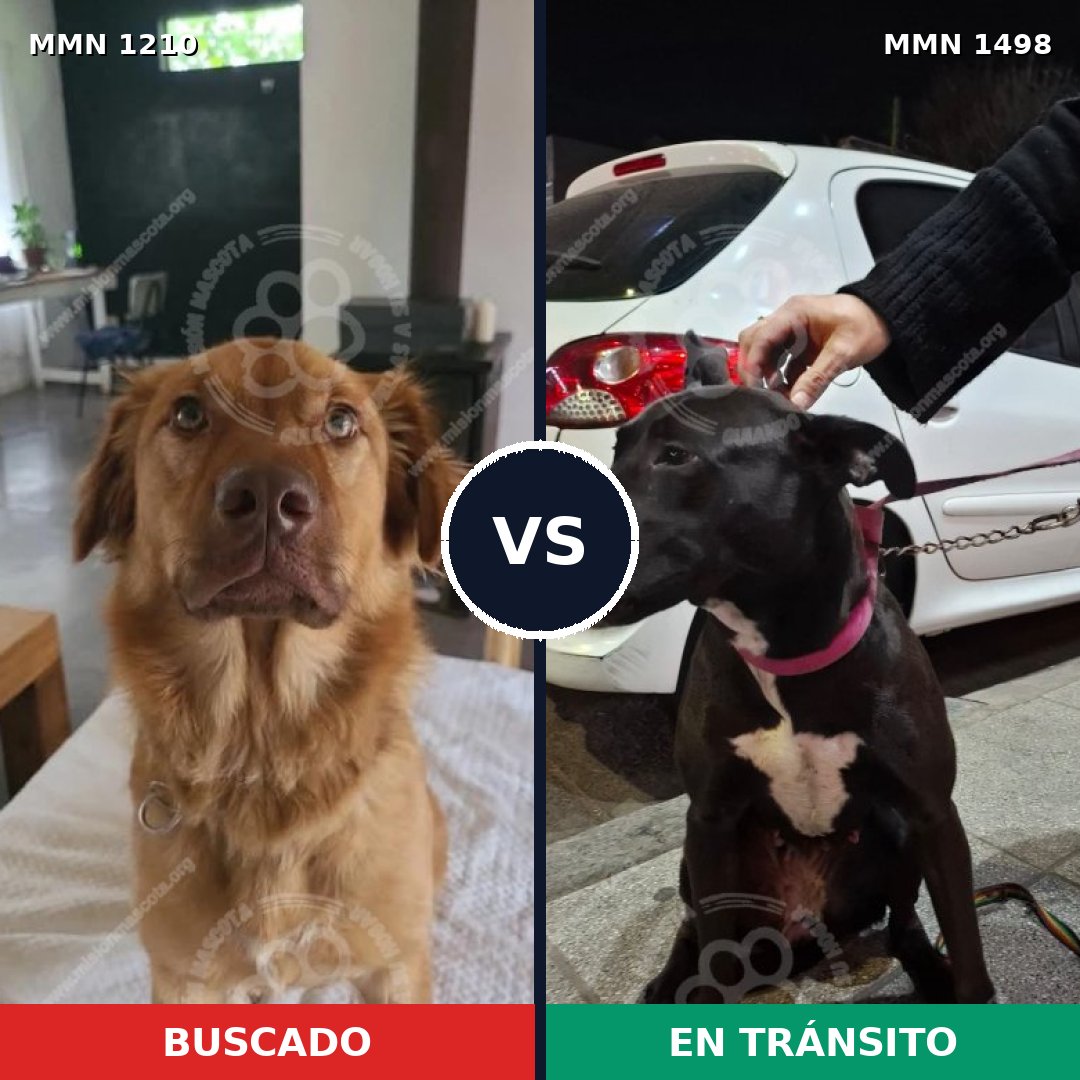 Comparativa MMS 26681: mascota perdida y mascota encontrada, 63% de similitud