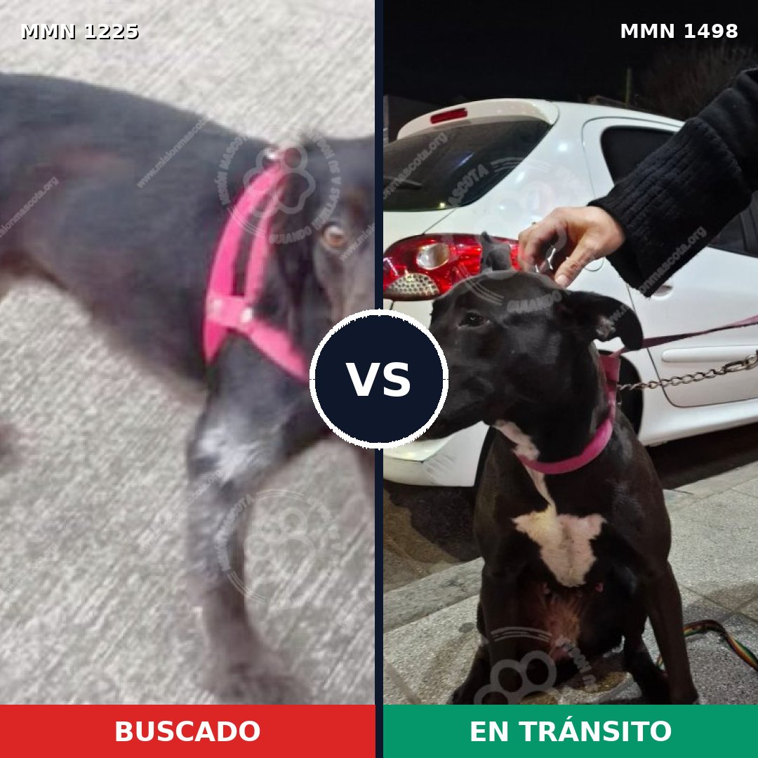 Comparativa MMS 26684: mascota perdida y mascota encontrada, 75% de similitud
