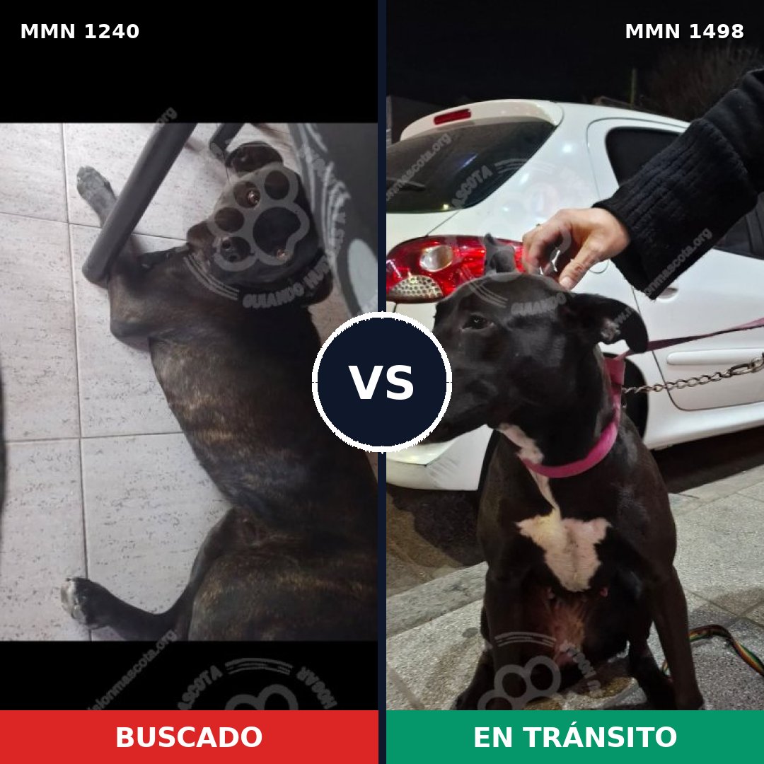 Comparativa MMS 26685: mascota perdida y mascota encontrada, 89% de similitud