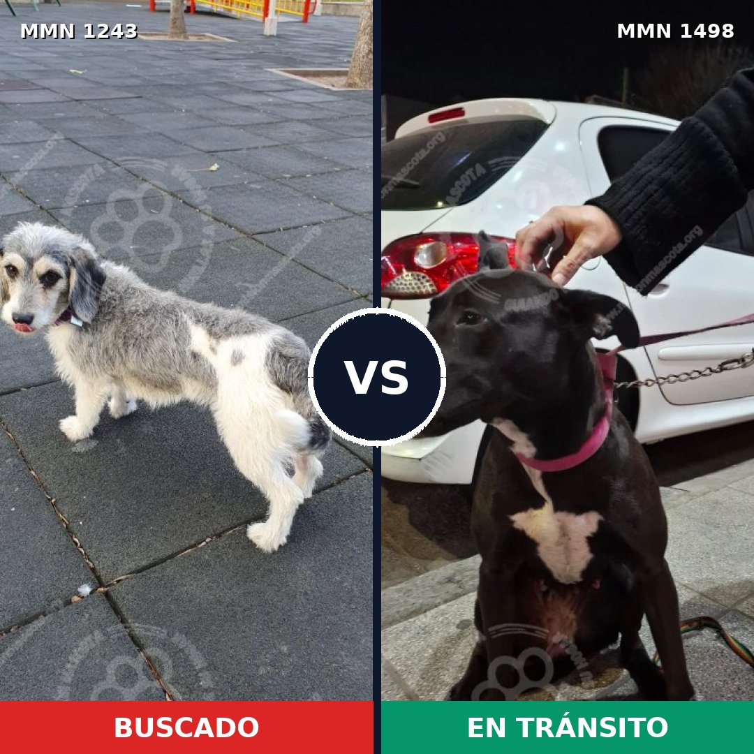 Comparativa MMS 26686: mascota perdida y mascota encontrada, 61% de similitud