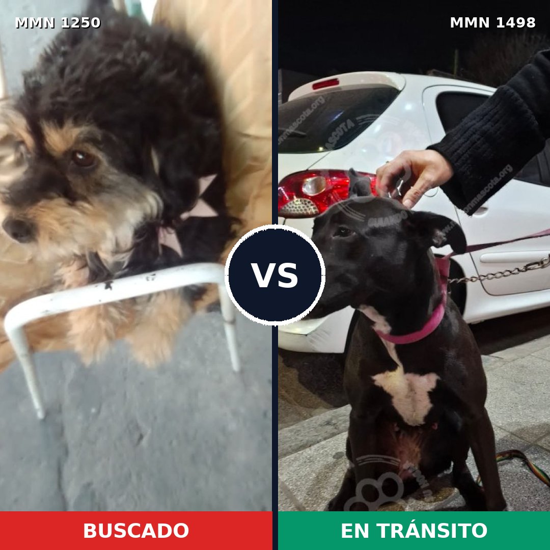 Comparativa MMS 26687: mascota perdida y mascota encontrada, 62% de similitud