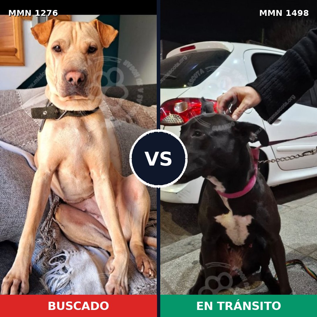 Comparativa MMS 26688: mascota perdida y mascota encontrada, 65% de similitud
