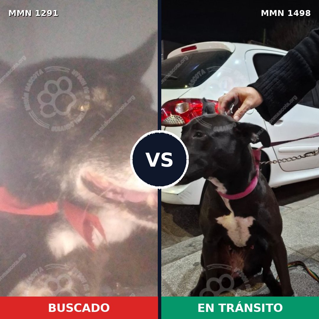 Comparativa MMS 26689: mascota perdida y mascota encontrada, 75% de similitud