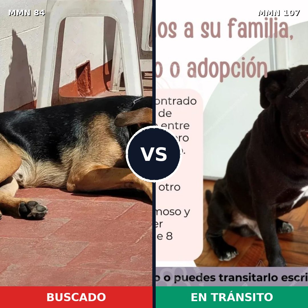 Comparativa MMS 2669: mascota perdida y mascota encontrada, 75% de similitud