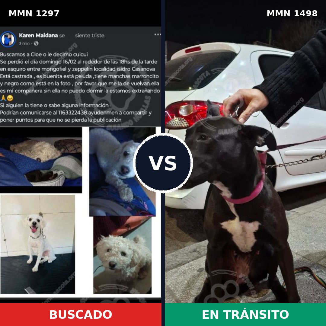 Comparativa MMS 26691: mascota perdida y mascota encontrada, 55% de similitud
