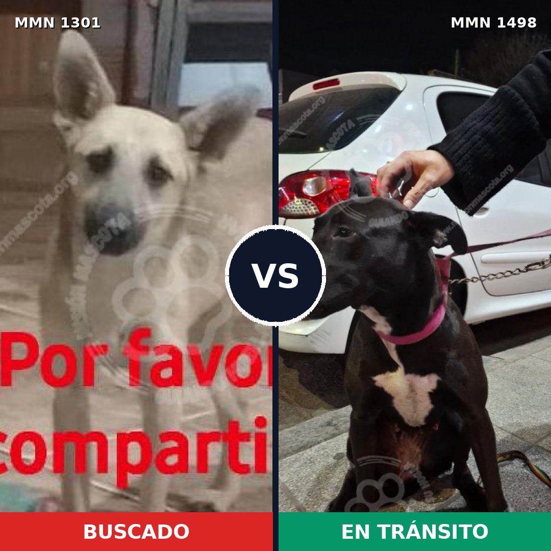 Comparativa MMS 26692: mascota perdida y mascota encontrada, 80% de similitud