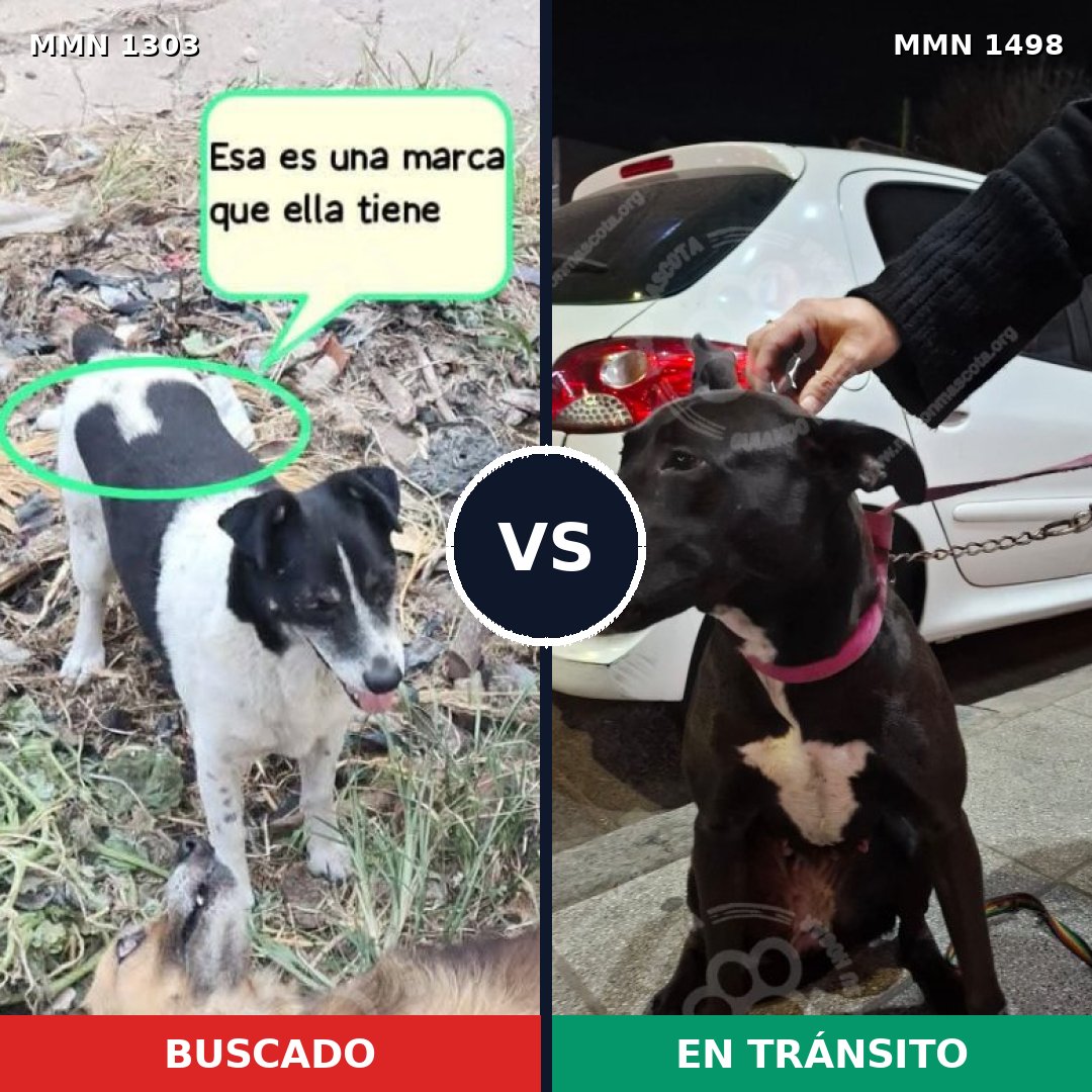 Comparativa MMS 26693: mascota perdida y mascota encontrada, 67% de similitud