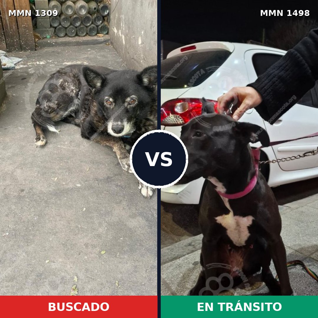 Comparativa MMS 26694: mascota perdida y mascota encontrada, 85% de similitud