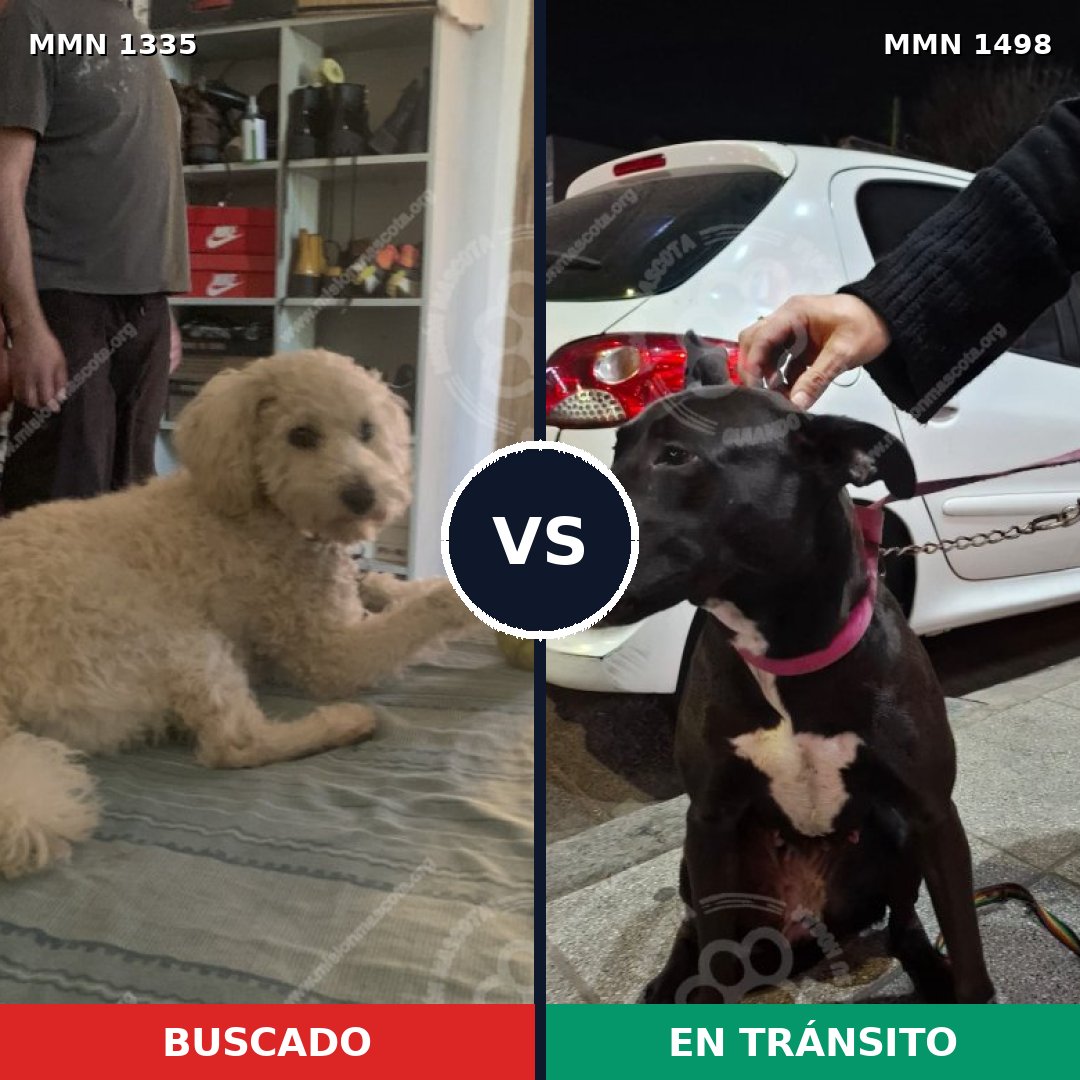 Comparativa MMS 26695: mascota perdida y mascota encontrada, 34% de similitud