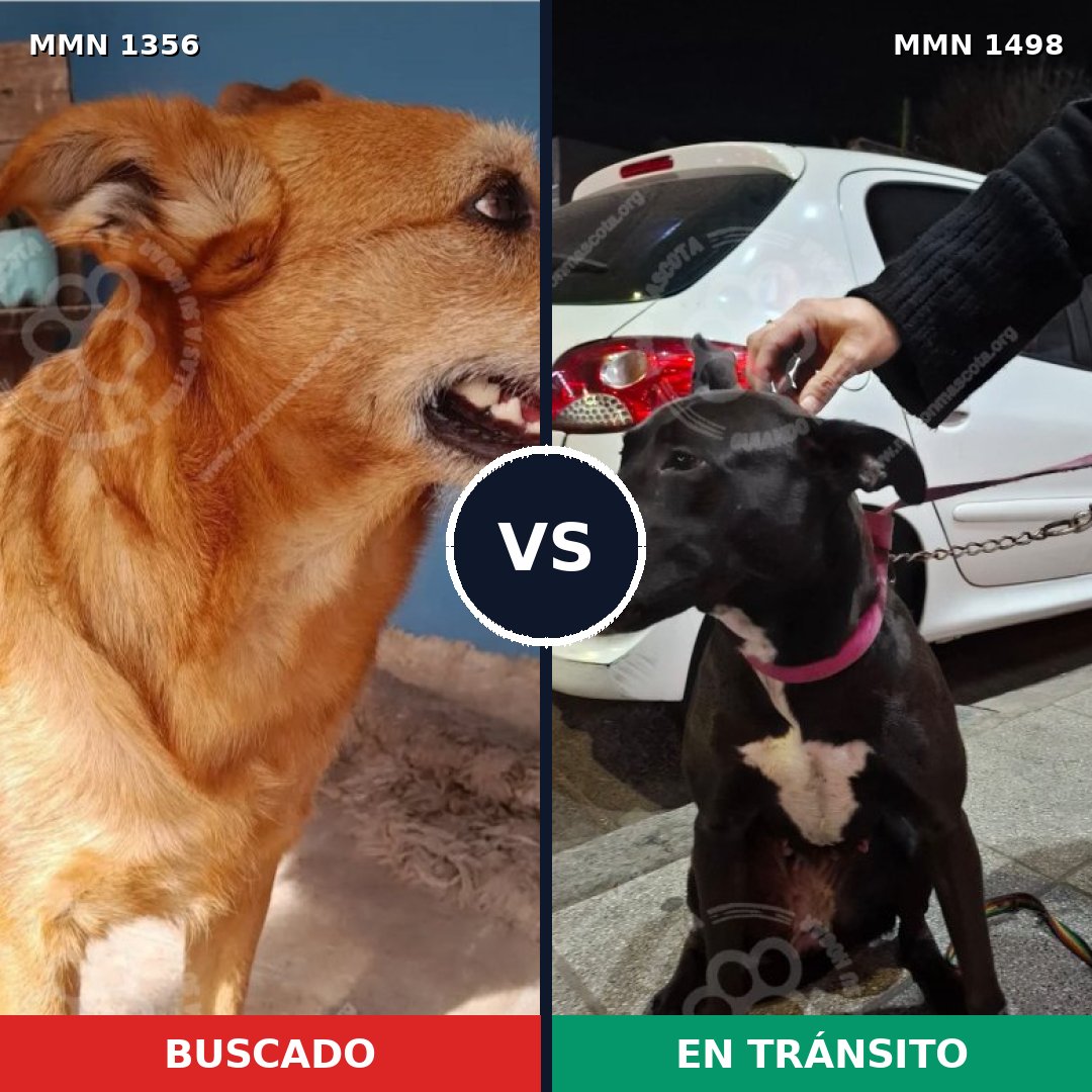 Comparativa MMS 26697: mascota perdida y mascota encontrada, 77% de similitud