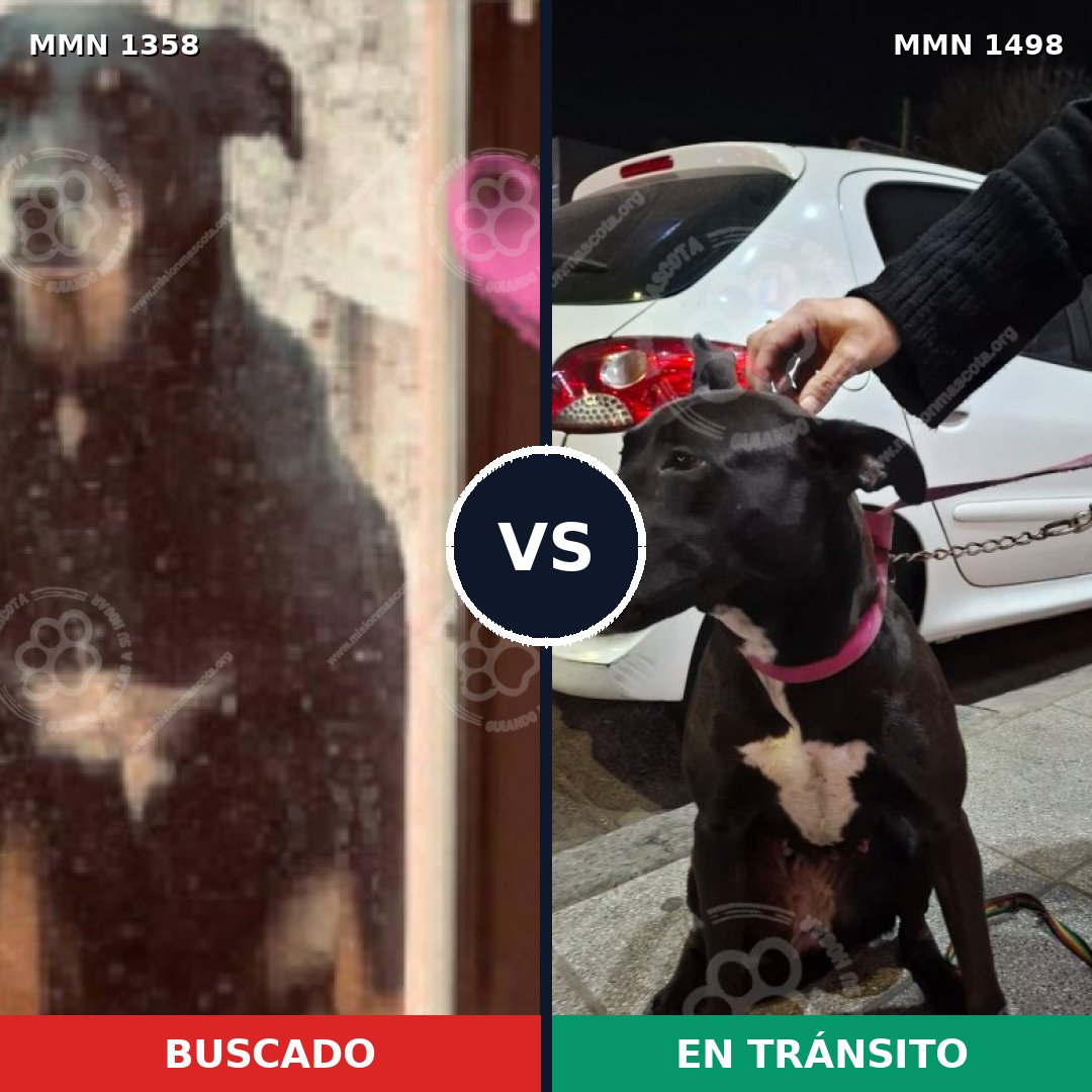 Comparativa MMS 26698: mascota perdida y mascota encontrada, 79% de similitud