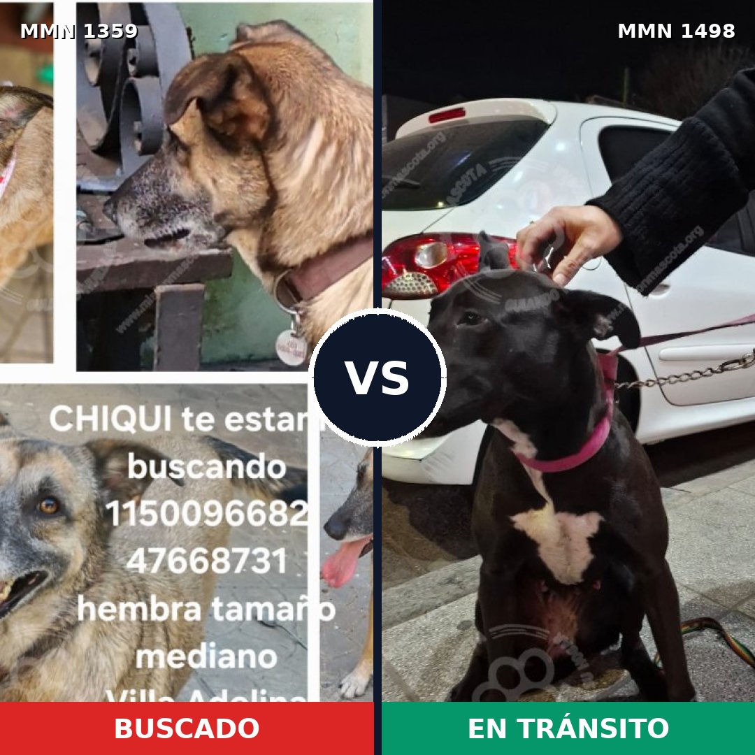 Comparativa MMS 26699: mascota perdida y mascota encontrada, 63% de similitud