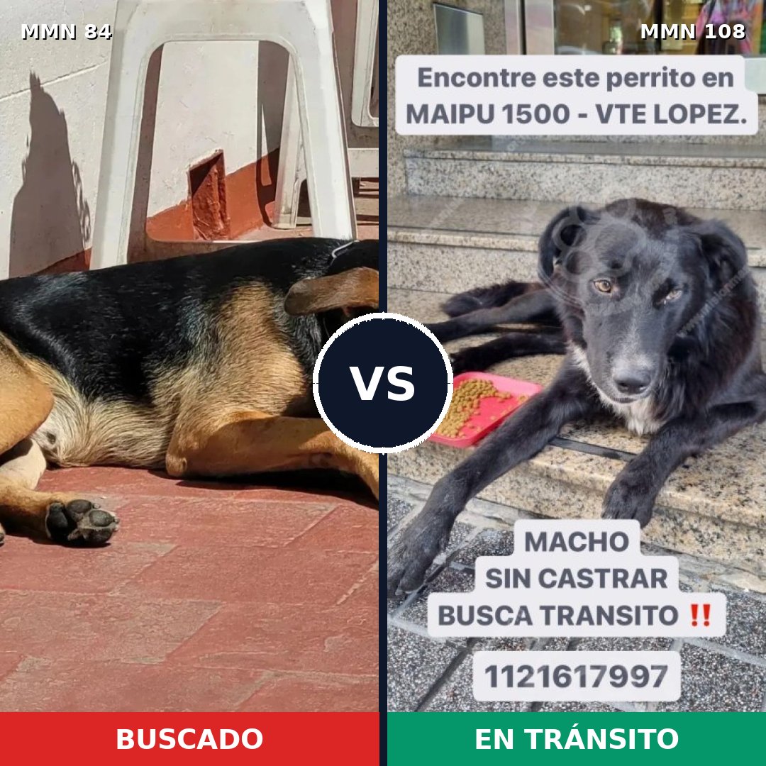 Comparativa MMS 2670: mascota perdida y mascota encontrada, 73% de similitud