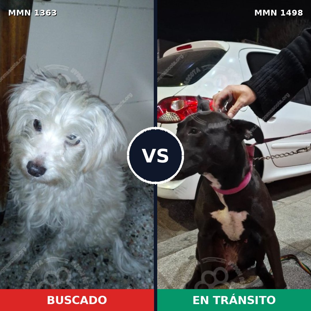 Comparativa MMS 26701: mascota perdida y mascota encontrada, 52% de similitud