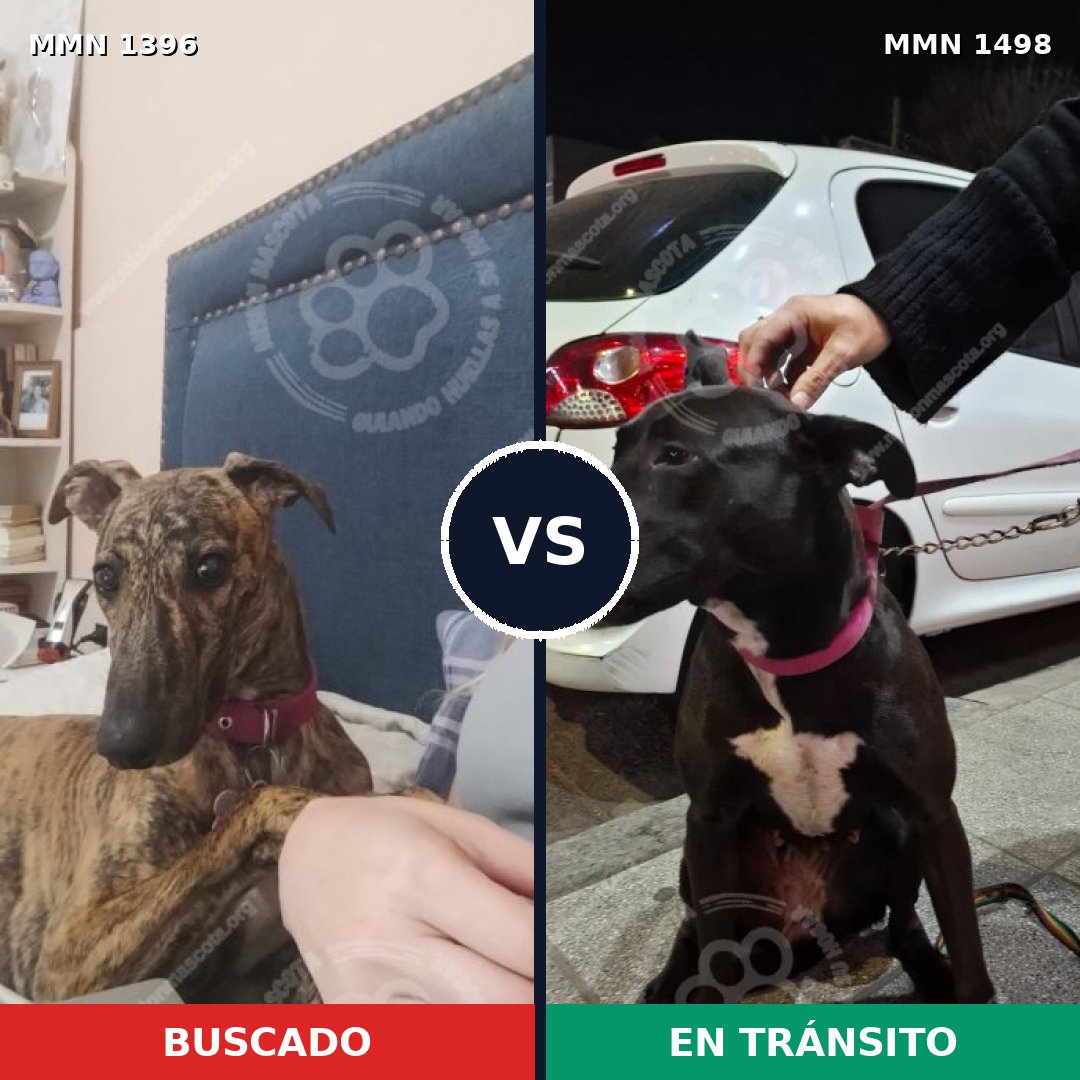 Comparativa MMS 26702: mascota perdida y mascota encontrada, 32% de similitud