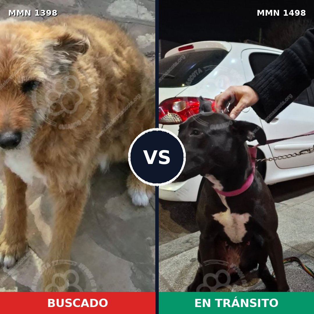 Comparativa MMS 26703: mascota perdida y mascota encontrada, 75% de similitud