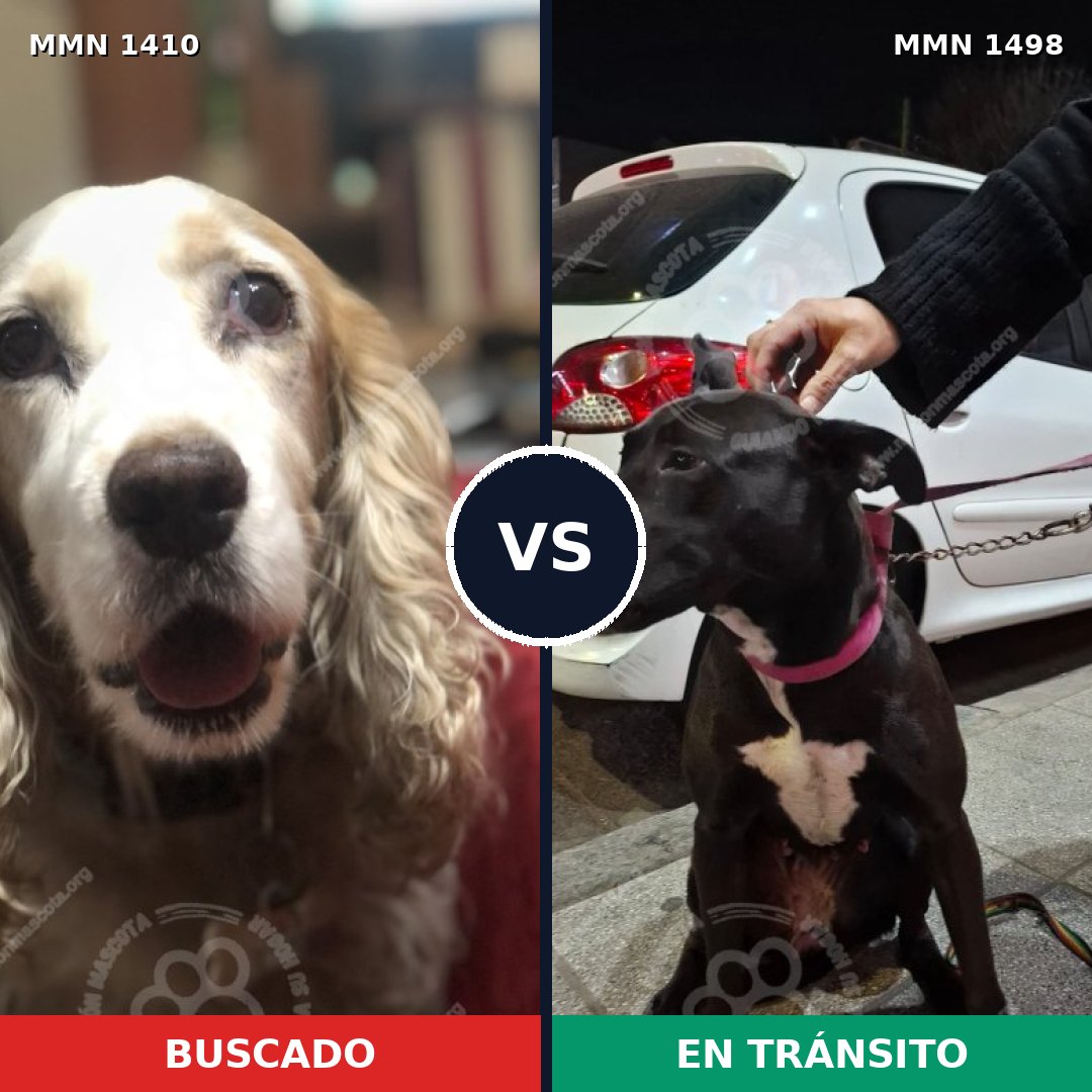 Comparativa MMS 26704: mascota perdida y mascota encontrada, 52% de similitud