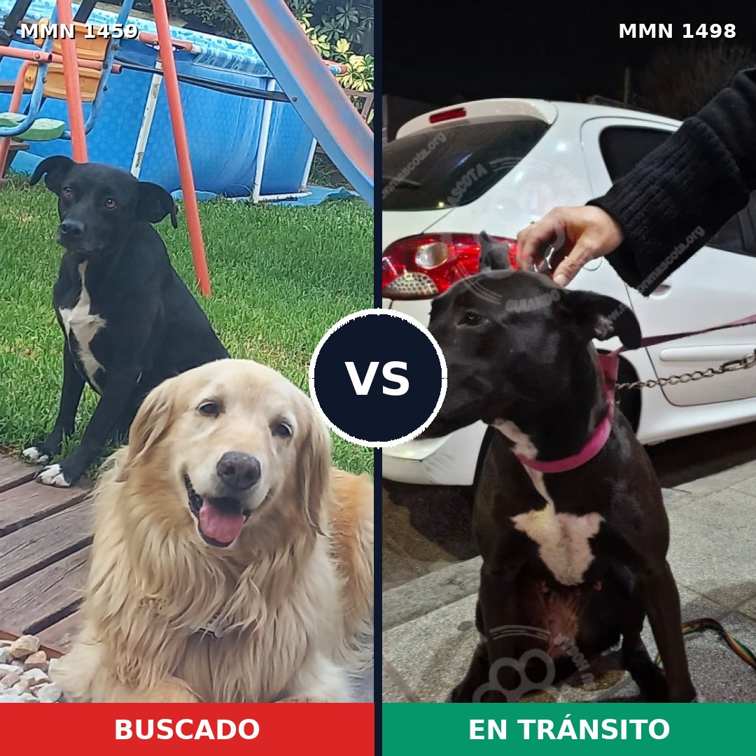 Comparativa MMS 26706: mascota perdida y mascota encontrada, 34% de similitud