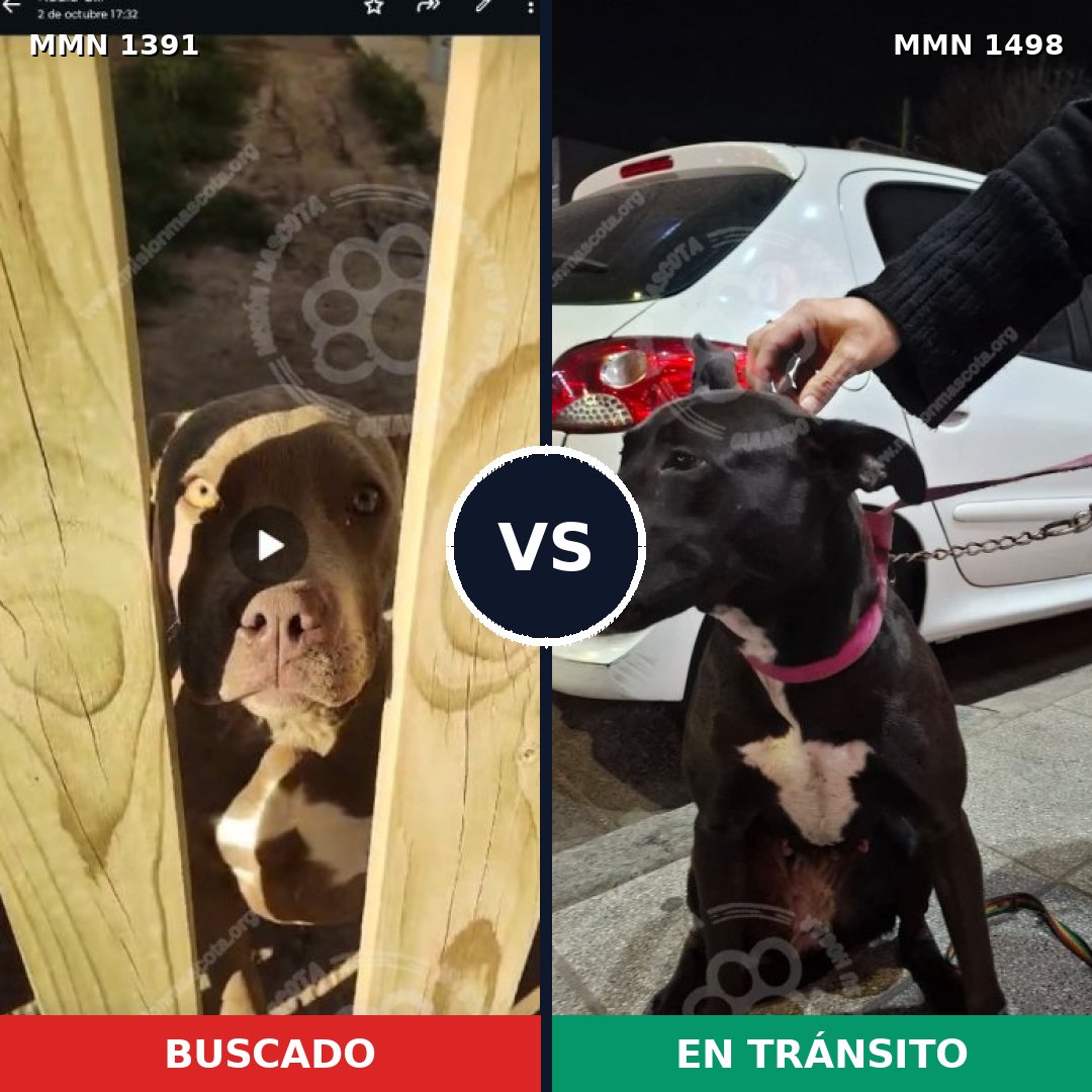 Comparativa MMS 26707: mascota perdida y mascota encontrada, 50% de similitud